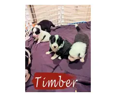 3 Male Border Collie puppies for sale