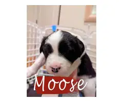 3 Male Border Collie puppies for sale