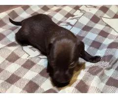 Chocolate and dapple Chiweenie puppies - 6