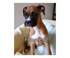 6 AKC registered Boxer puppies
