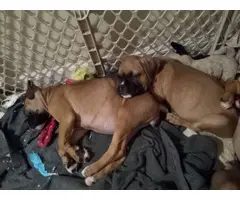6 AKC registered Boxer puppies