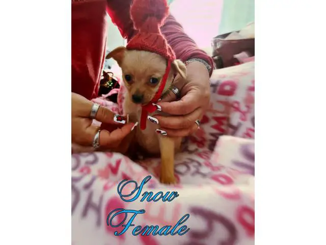 5 adorable Pomchi Puppies for Sale - 1/5