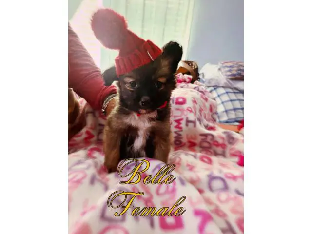 5 adorable Pomchi Puppies for Sale - 2/5
