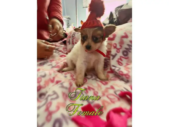 5 adorable Pomchi Puppies for Sale - 3/5