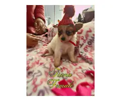5 adorable Pomchi Puppies for Sale - 3