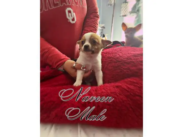 5 adorable Pomchi Puppies for Sale - 4/5