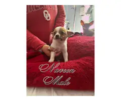 5 adorable Pomchi Puppies for Sale - 4