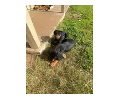 8 week old pure bred Doberman puppies for sale - 4