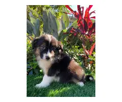 AKC Border Collie puppies for sale
