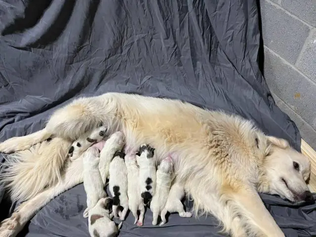 Full-blooded Great Pyrenees puppies - 4/6