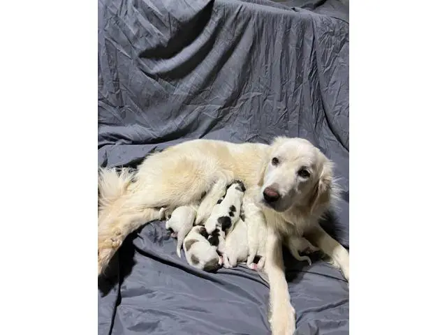 Full-blooded Great Pyrenees puppies - 5/6