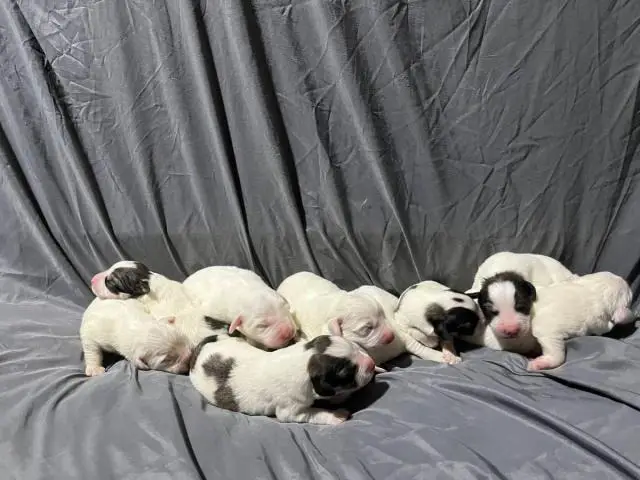 Full-blooded Great Pyrenees puppies - 6/6