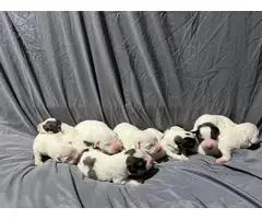 Full-blooded Great Pyrenees puppies - 6