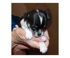 Black and white tiny Chihuahua puppy - 2