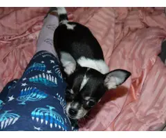 Black and white tiny Chihuahua puppy - 4