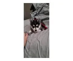 Alaskan Klee Kai-DOG-Male-Black / White-3275747-My Next Puppy