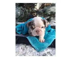 Tri Blue Merle English Bulldog for Sale