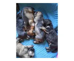 Sable and bi-color German Shepherd puppies for sale - 3