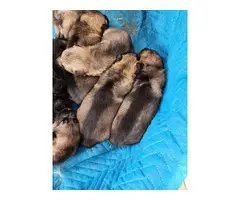 Sable and bi-color German Shepherd puppies for sale - 4