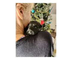 Sable and bi-color German Shepherd puppies for sale - 5