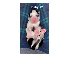 6 Husky Babies looking for a loving home