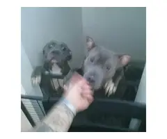 4 gorgeous blue pit puppies - 4