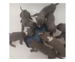 4 gorgeous blue pit puppies - 7