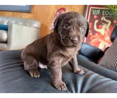 9 Chocolate lab puppies for sale