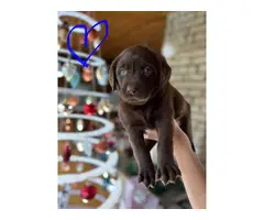 9 Chocolate lab puppies for sale