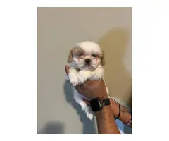 8 weeks old Shih Tzu Puppies for sale - 4