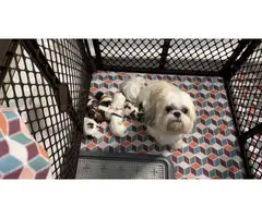 8 weeks old Shih Tzu Puppies for sale - 5