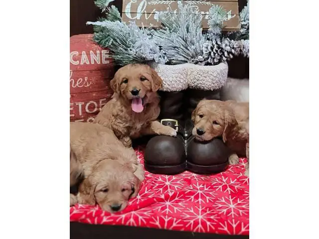 1 male and 3 female Golden Retriever puppies for sale - 2/6