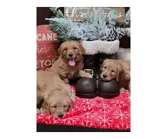 1 male and 3 female Golden Retriever puppies for sale - 2