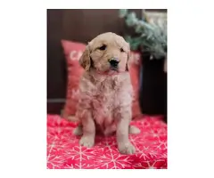 1 male and 3 female Golden Retriever puppies for sale - 5