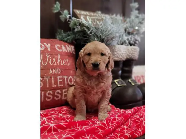 1 male and 3 female Golden Retriever puppies for sale - 6/6