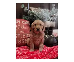 1 male and 3 female Golden Retriever puppies for sale - 6