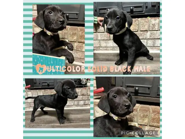 Labahoula puppies for adoption - 2/4