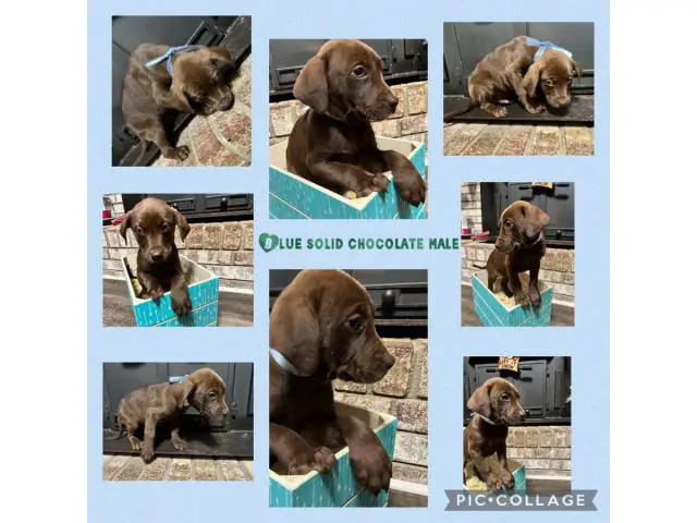 Labahoula puppies for adoption - 3/4