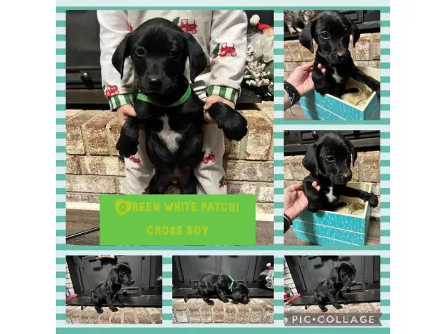 Labahoula puppies for adoption - 4/4