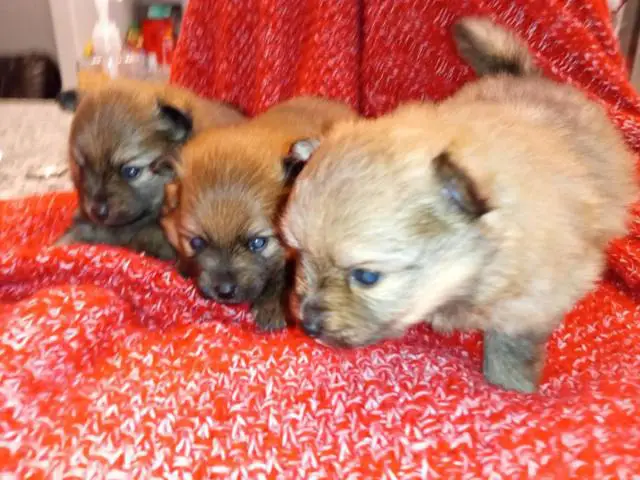 3 cute male Pomeranian puppies for sale - 1/4