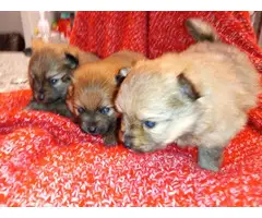 3 cute male Pomeranian puppies for sale - 1