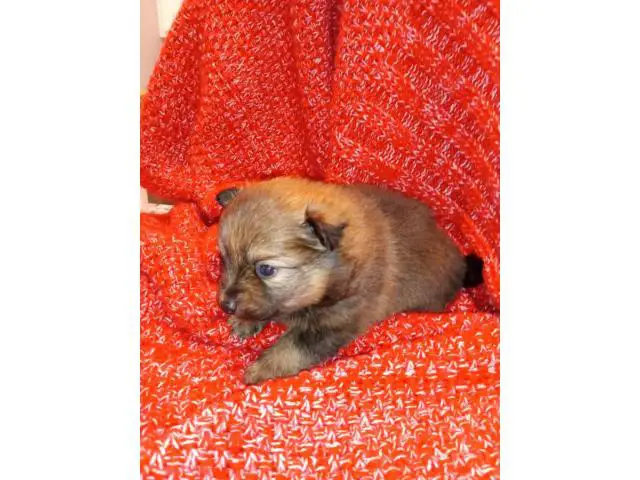3 cute male Pomeranian puppies for sale - 3/4