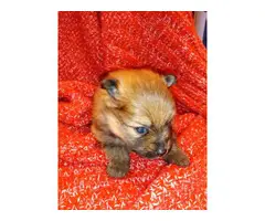 3 cute male Pomeranian puppies for sale - 4