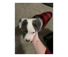 10 weeks old Blue nose pitbull puppy