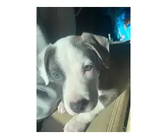 10 weeks old Blue nose pitbull puppy