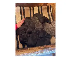 6 Chow Chow Puppies for Sale