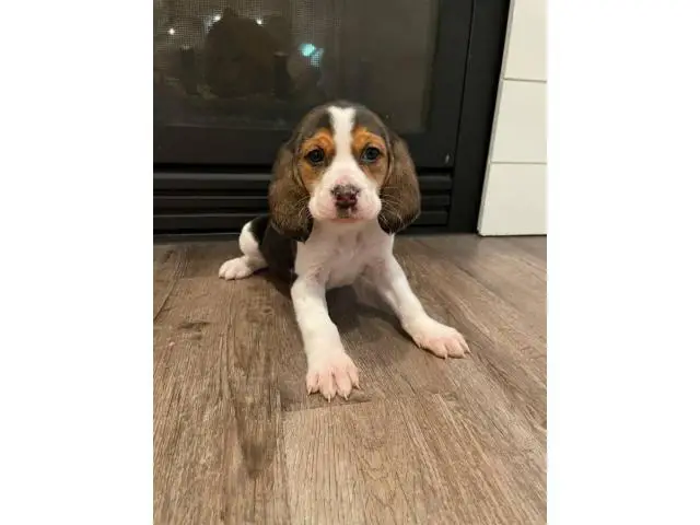 2 beautiful female beagles up for adoption - 1/8