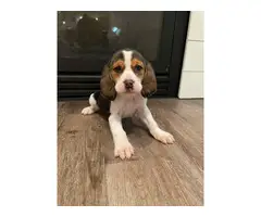 2 beautiful female beagles up for adoption