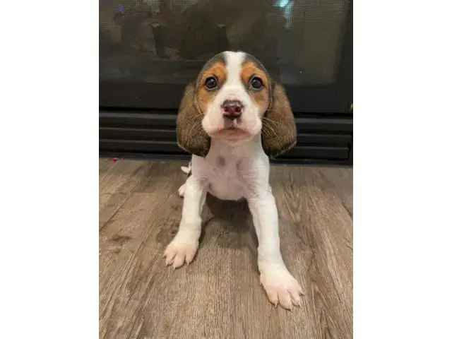 2 beautiful female beagles up for adoption - 4/8
