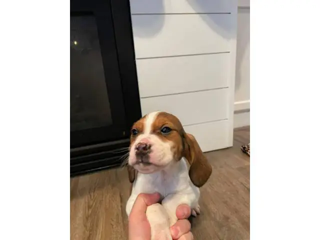 2 beautiful female beagles up for adoption - 6/8